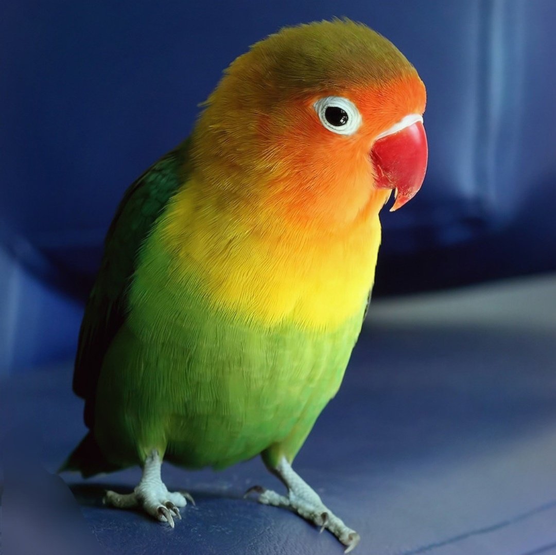 Неразлучник Фишера