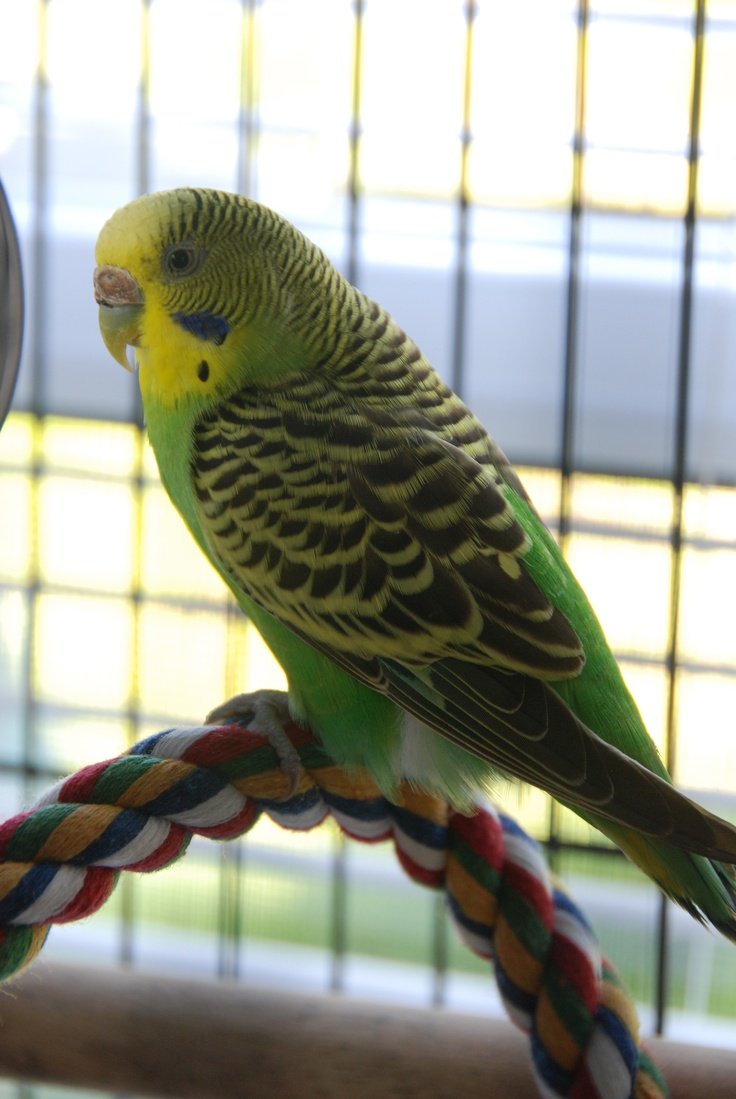 Королевский волнистый попугай