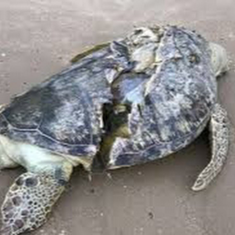 Пасть кожистой черепахи