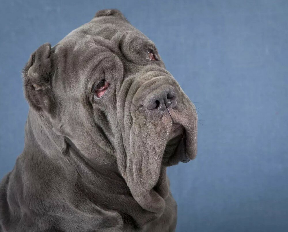 Мастиф неаполитано собака