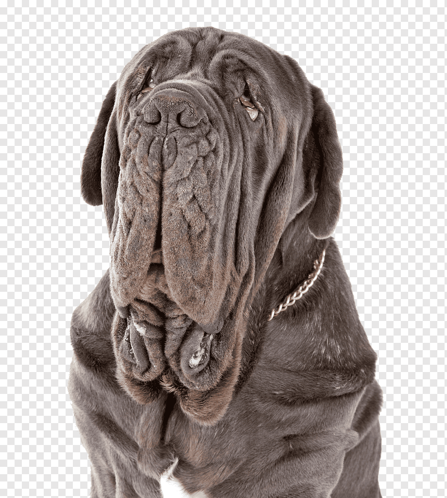 Неаполитанский мастиф (Мастино)