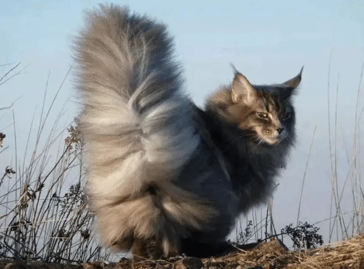 Длинношерстный Мейн кун