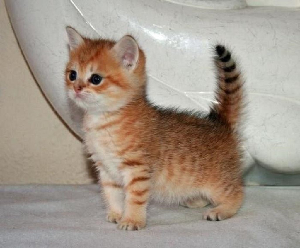 Манчкин рыжий котенок