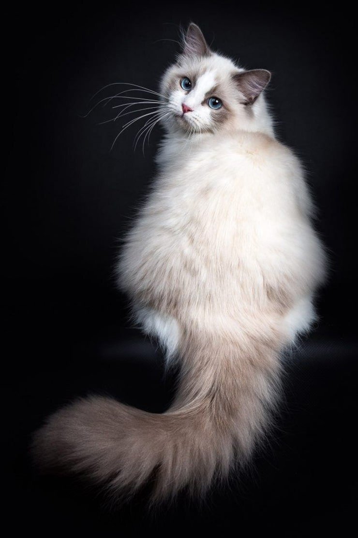 Порода кошек Рэгдолл