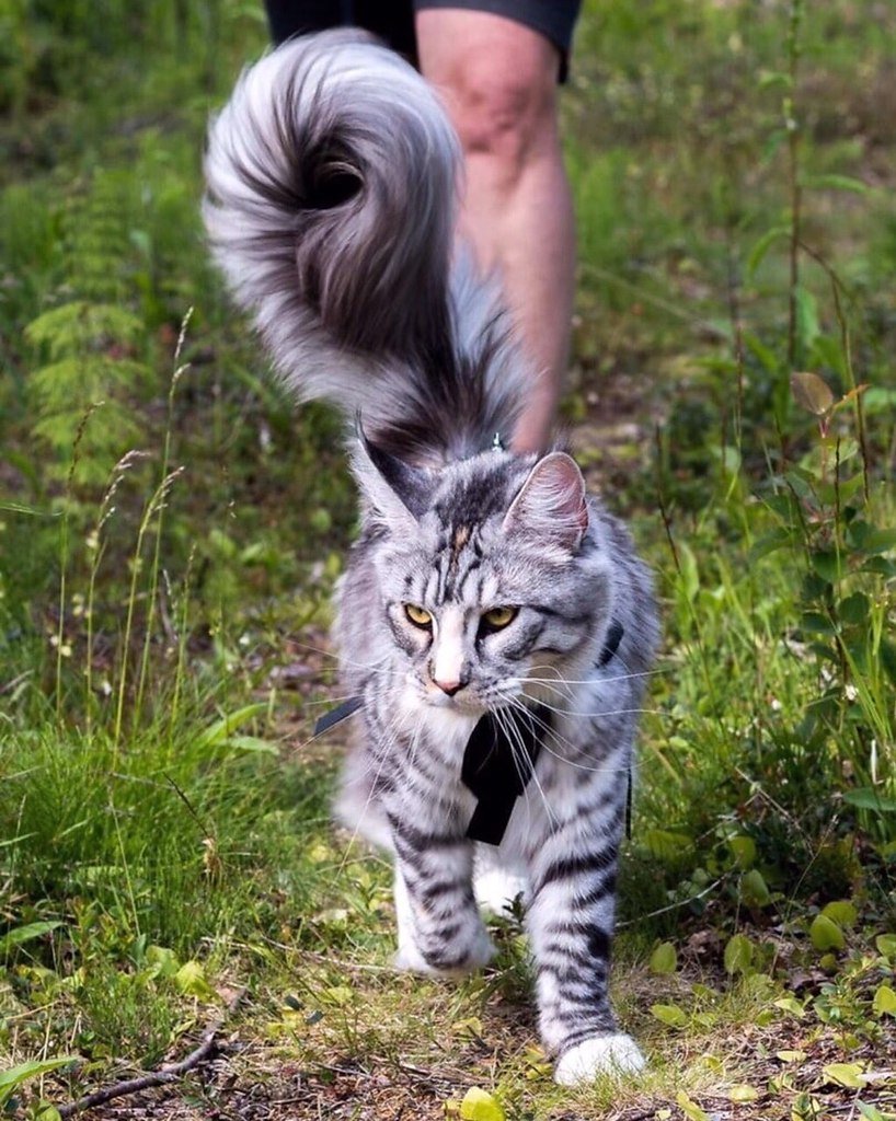 Маленькая кошка с пушистым хвостом