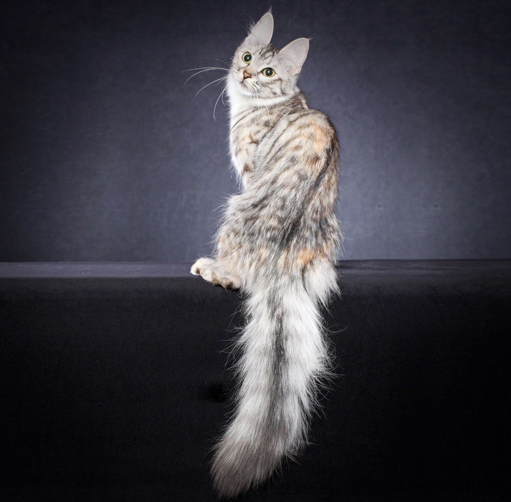 Ангорская кошка табби