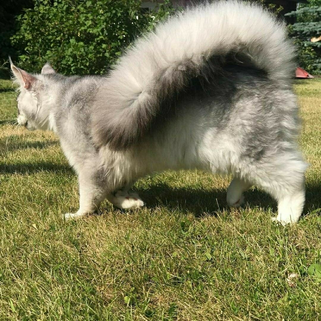 Котобелка порода