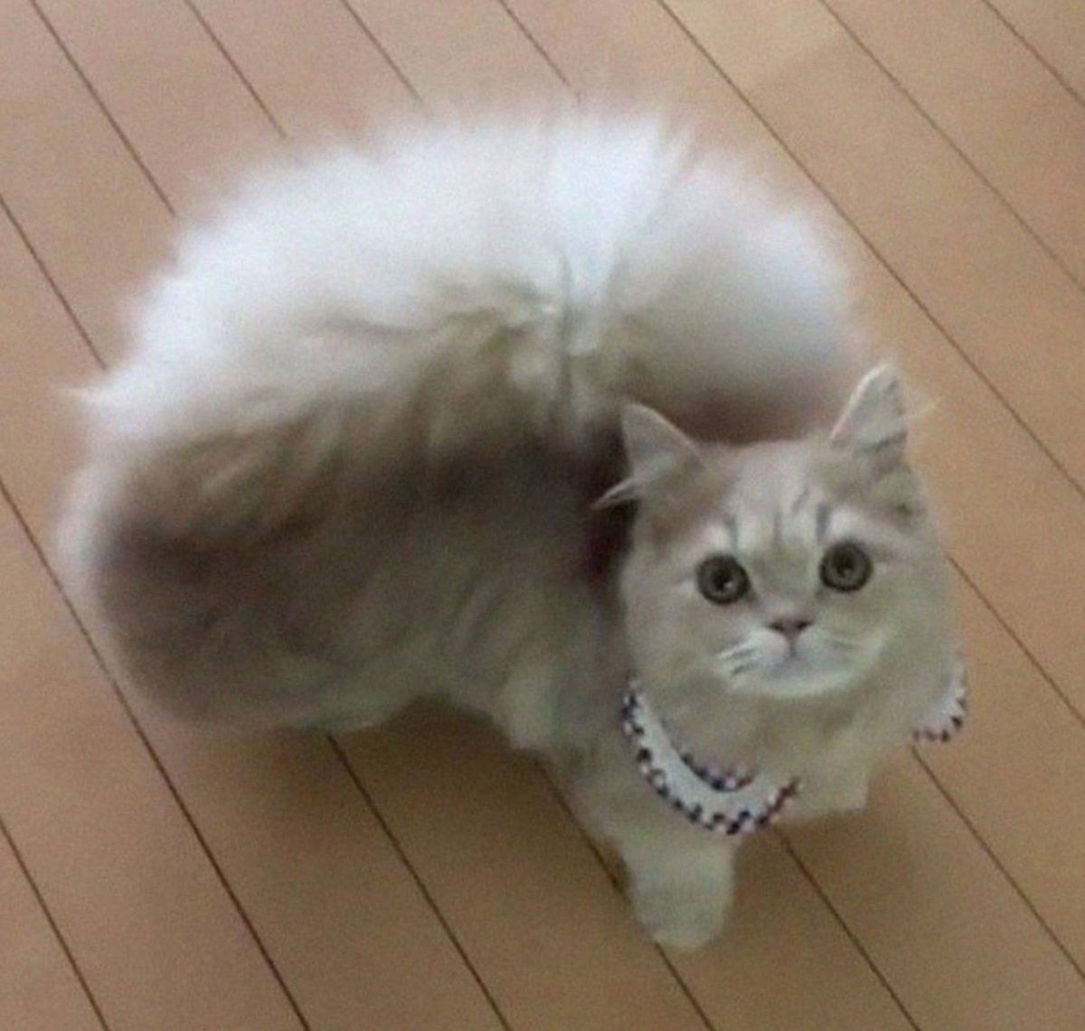 Манчкин длинношерстный