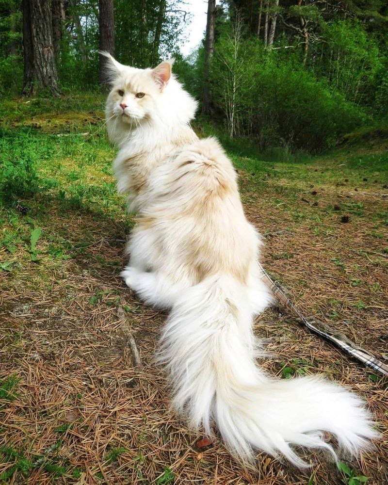 Белая кошка Мейн кун