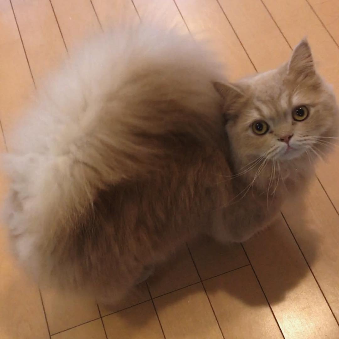 Сибирская кошка Манчкин