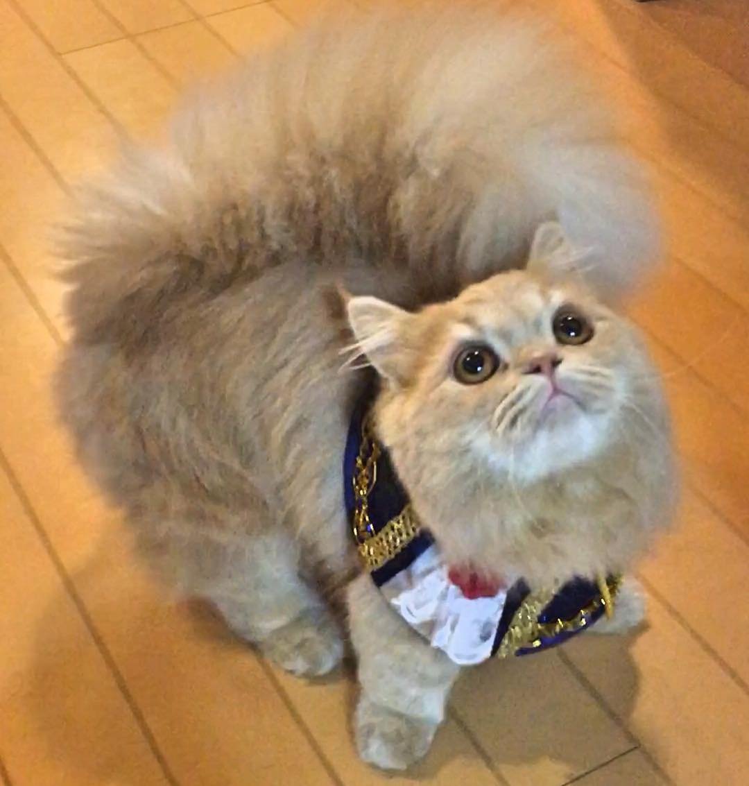 Манчкин длинношёрстный кошка