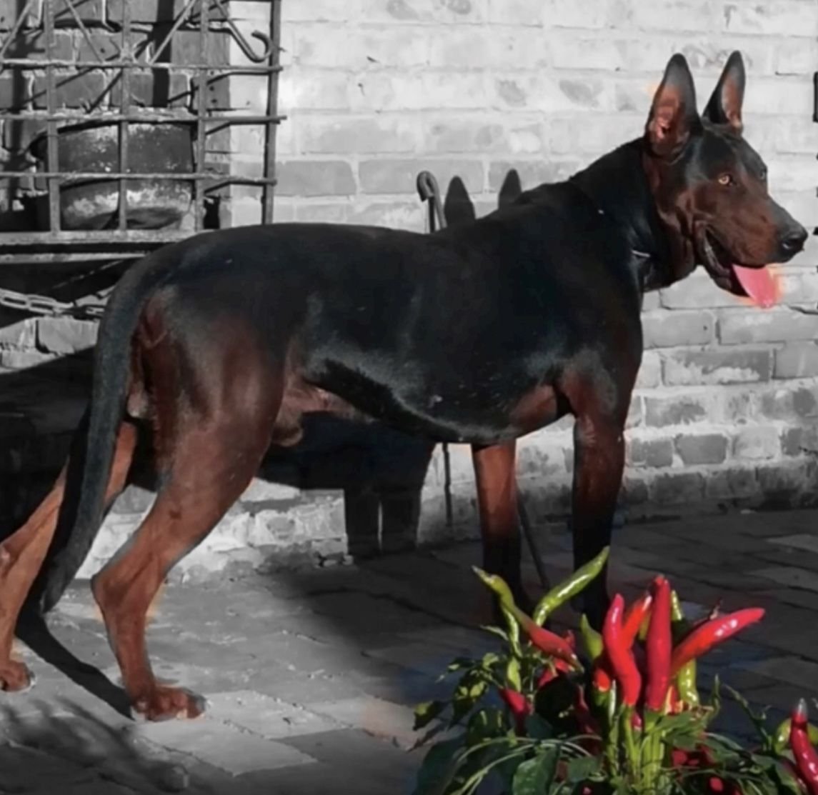 Лайчжоу Хун