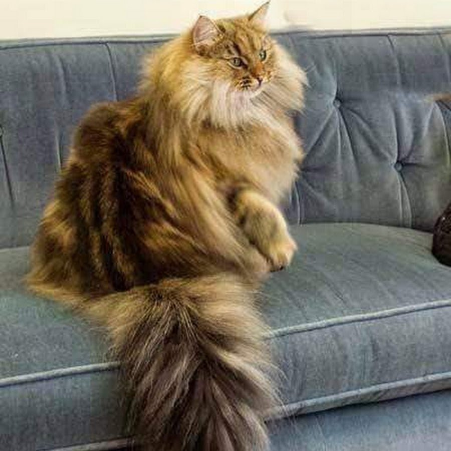 Хвост Мейн куна