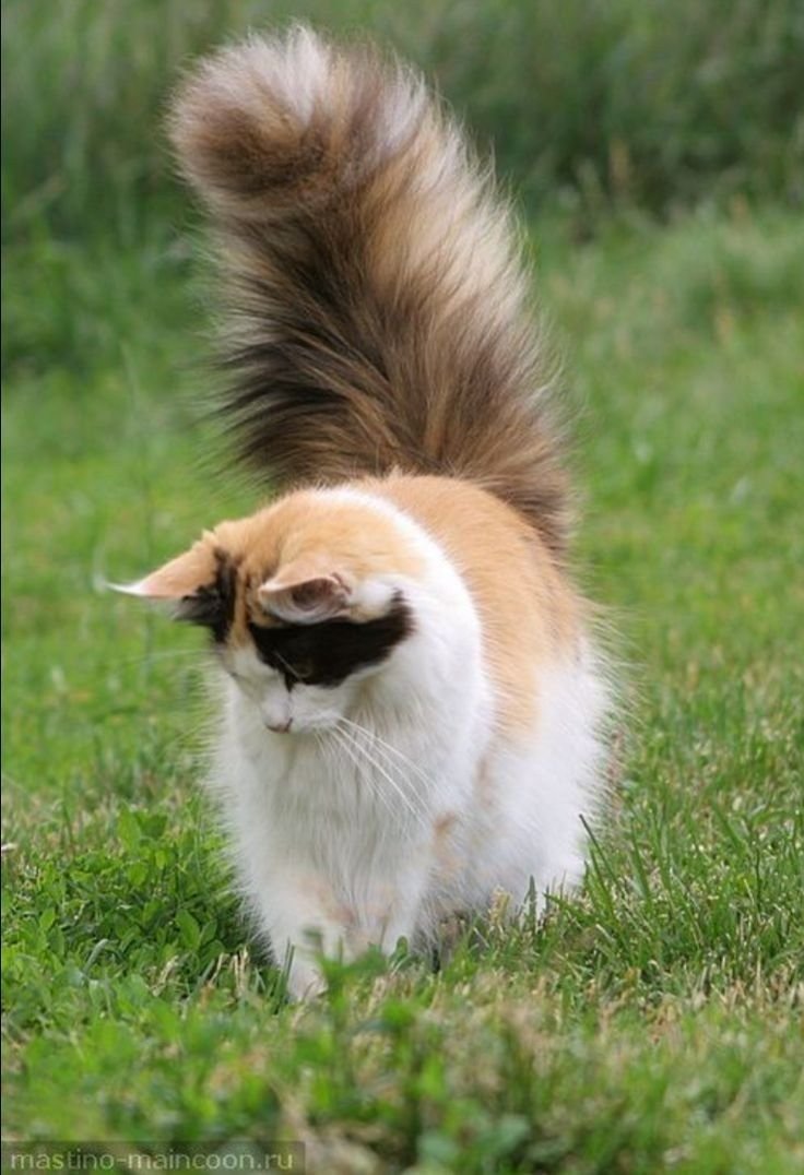 Манчкин абиссинский