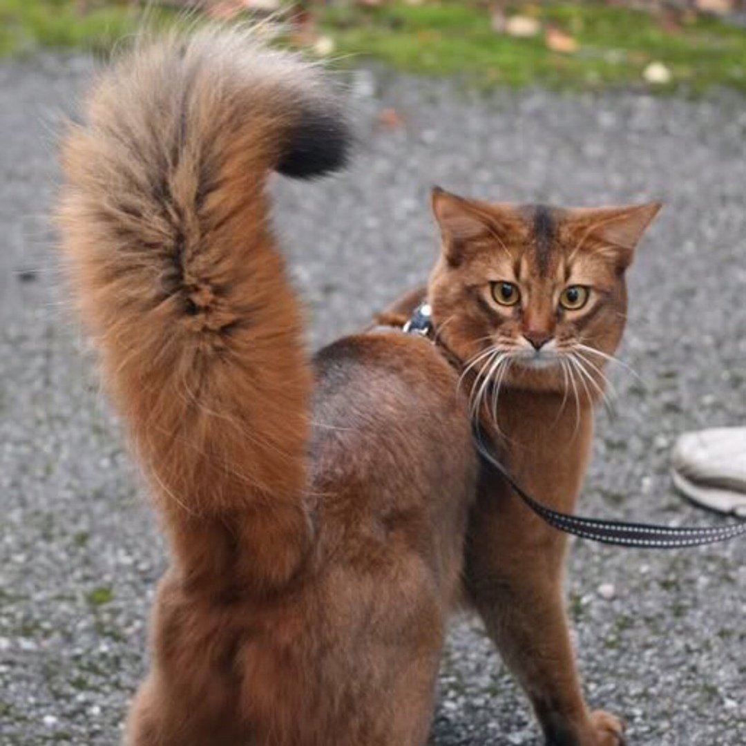 Сомалийская кошка