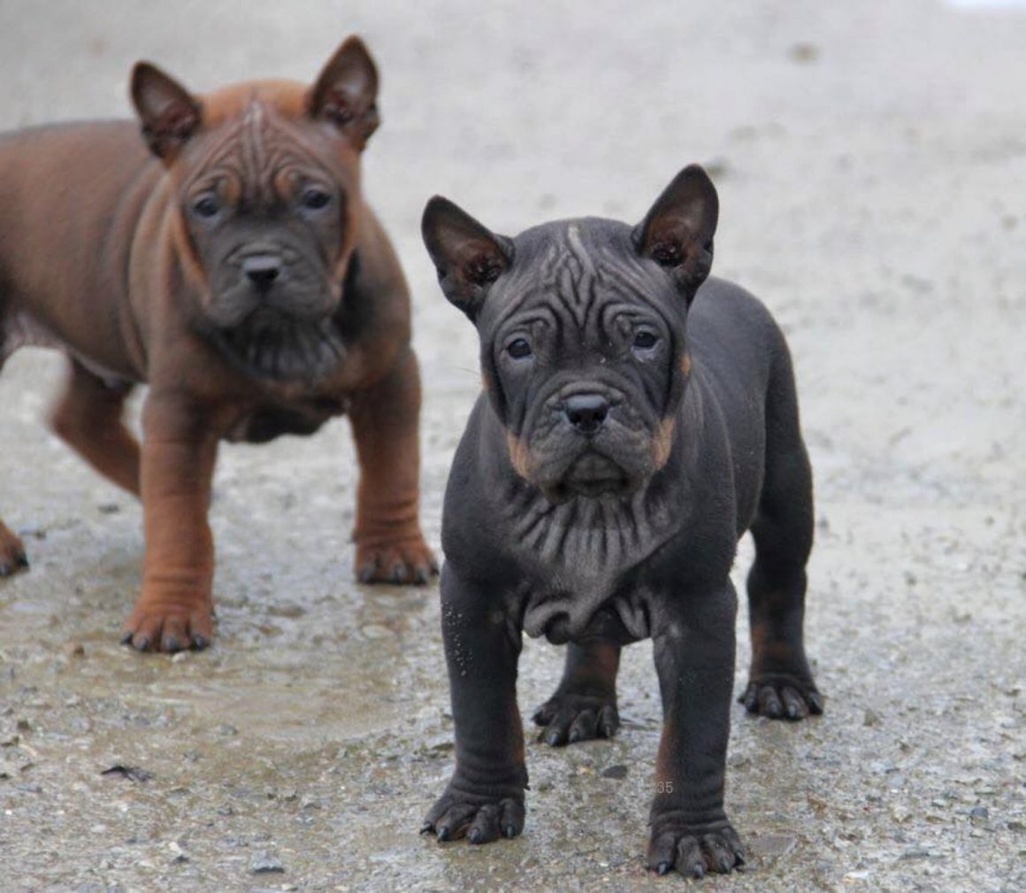 Китайский Чунцин китайский бульдог