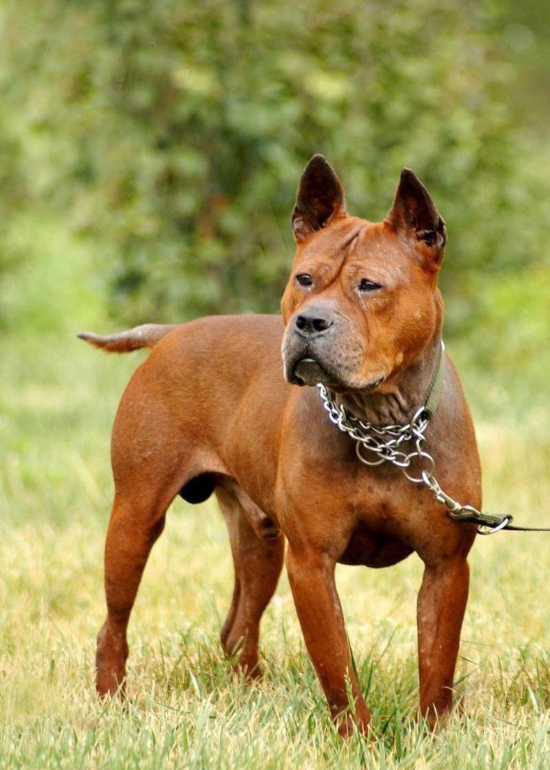 Породы собак китайские чуни цини