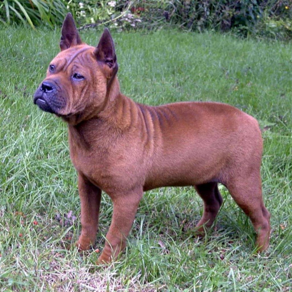 Китайский Чунцин щенок