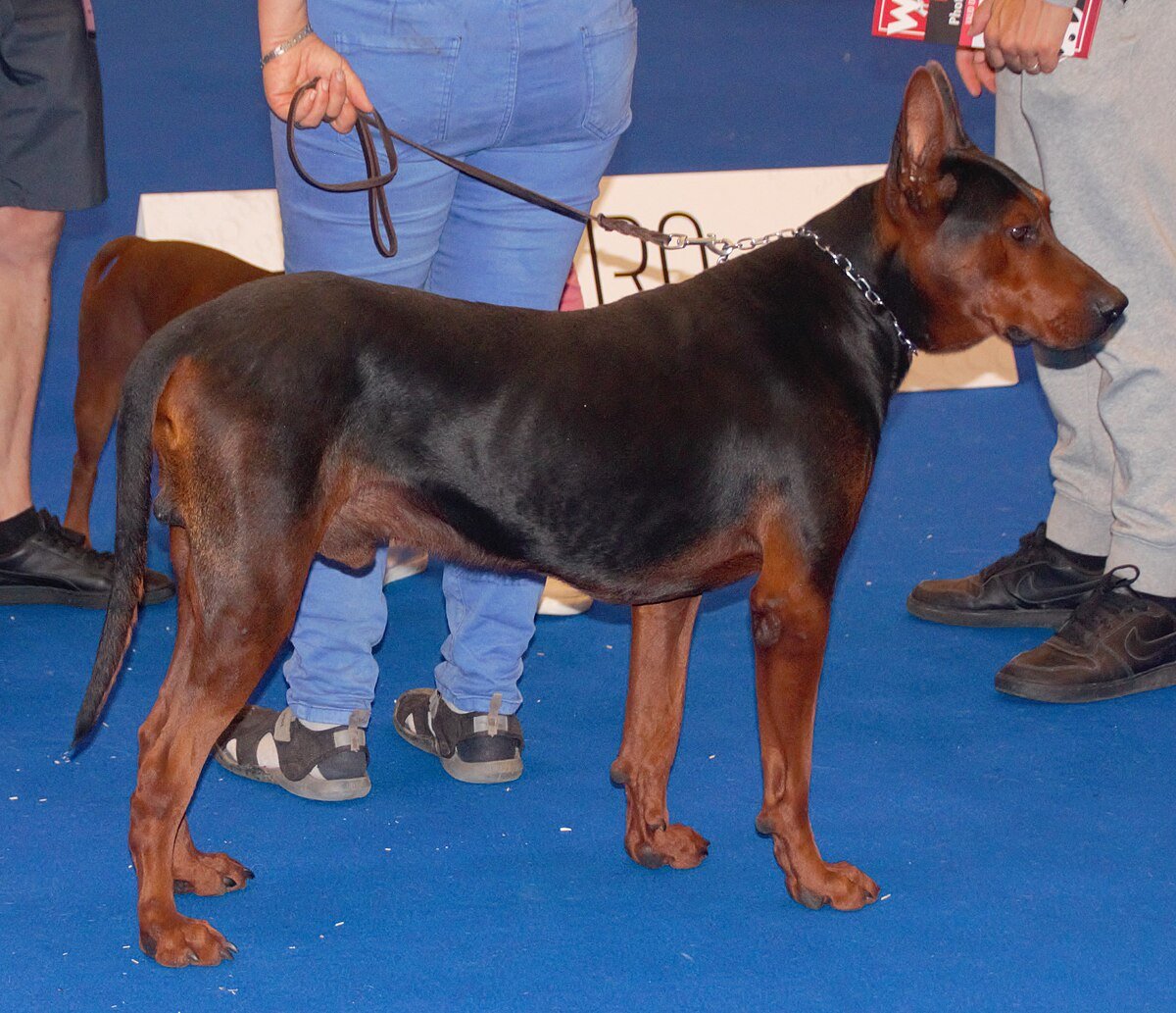 Французская овчарка Босерон