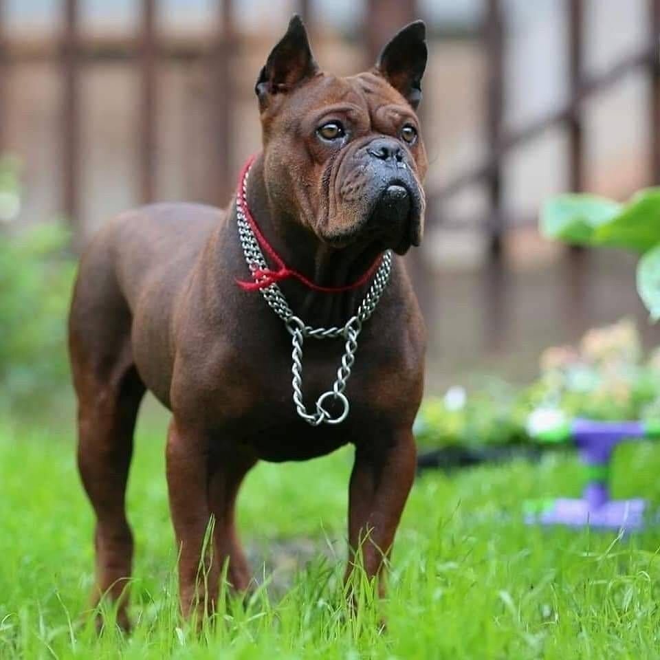 Собака китайский бульдог Чунцин