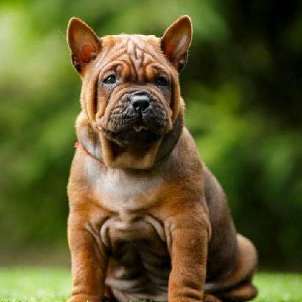 Китайский Чунцин китайский бульдог