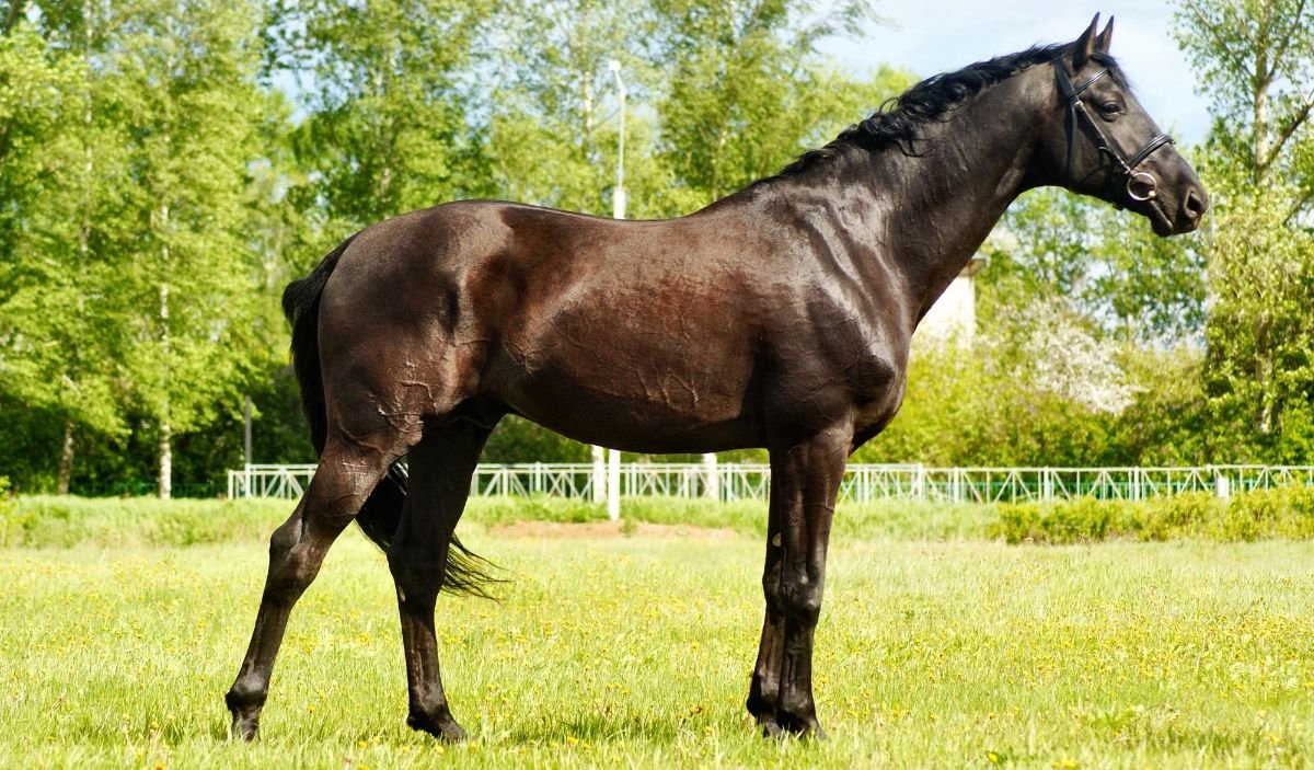 Старожиловский конный завод лошади