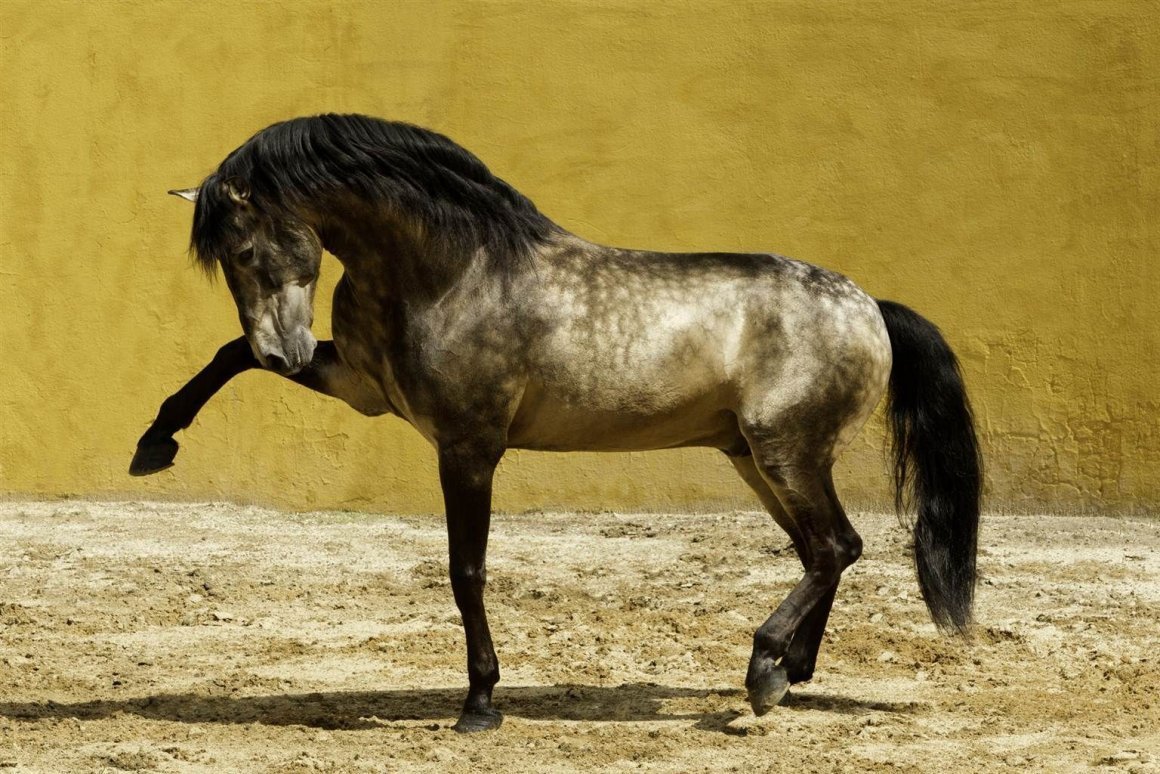 Андалузская лошадь Буланая