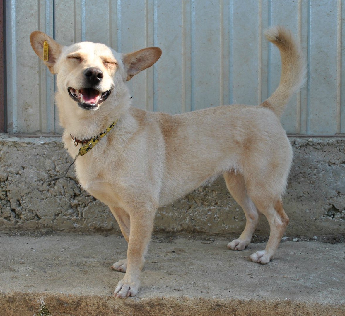 Дворняжка каштанка