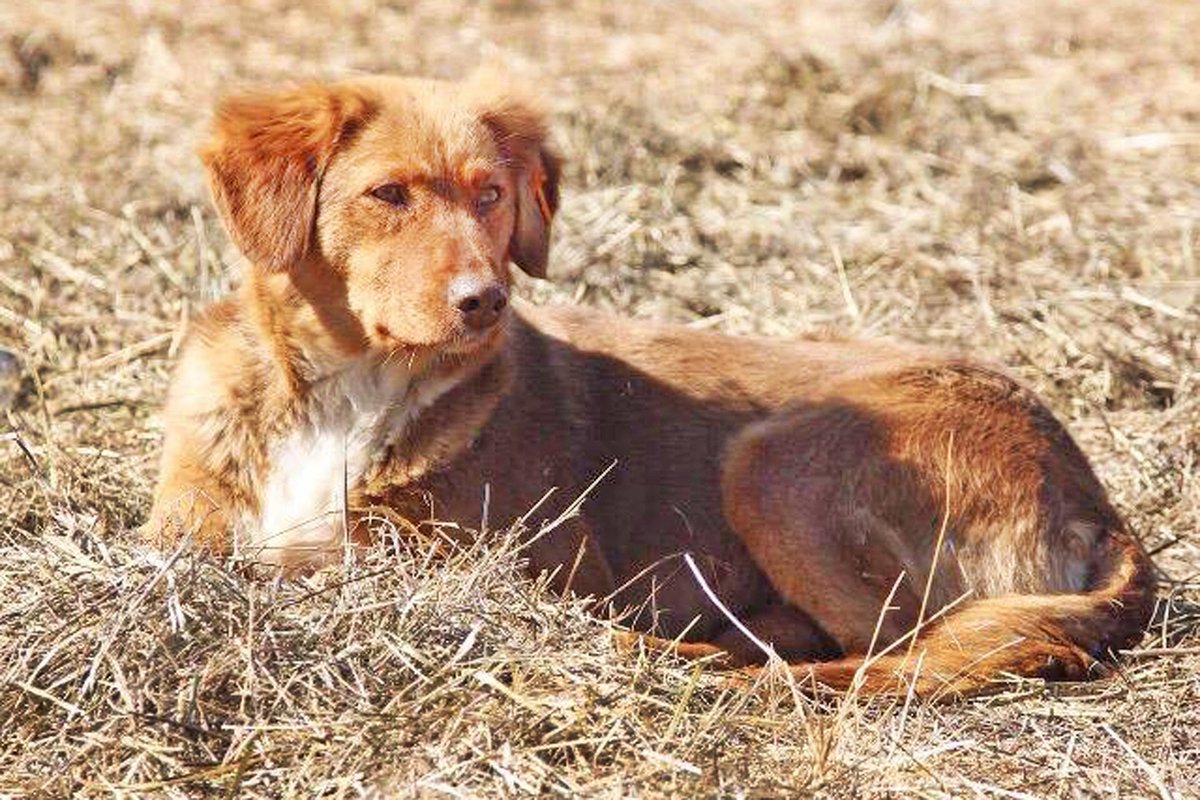 Каштанка порода собаки