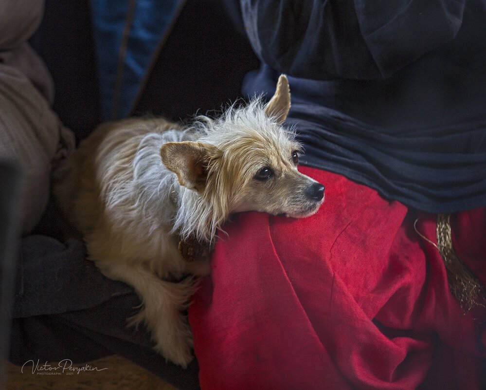 Каштанка порода