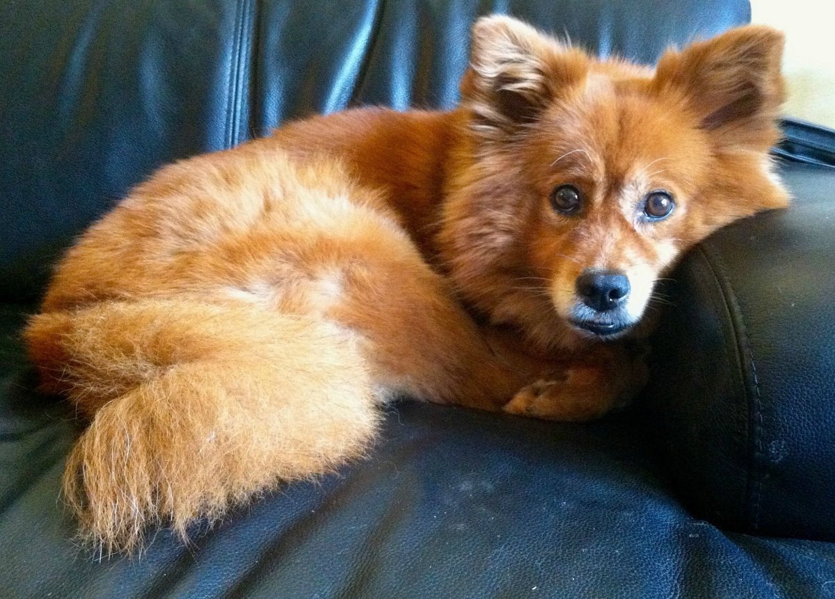 Помски собака рыжая