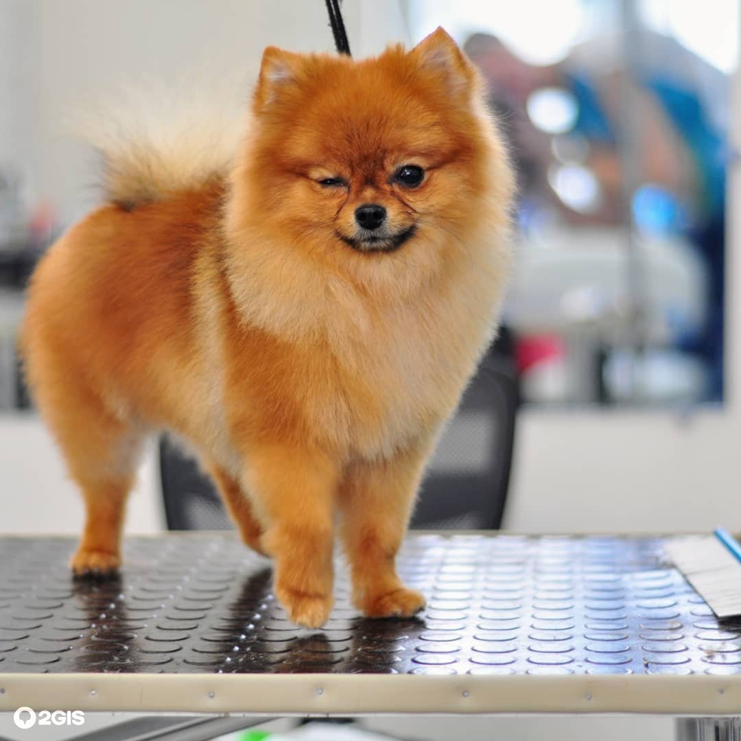 Каштанка собака