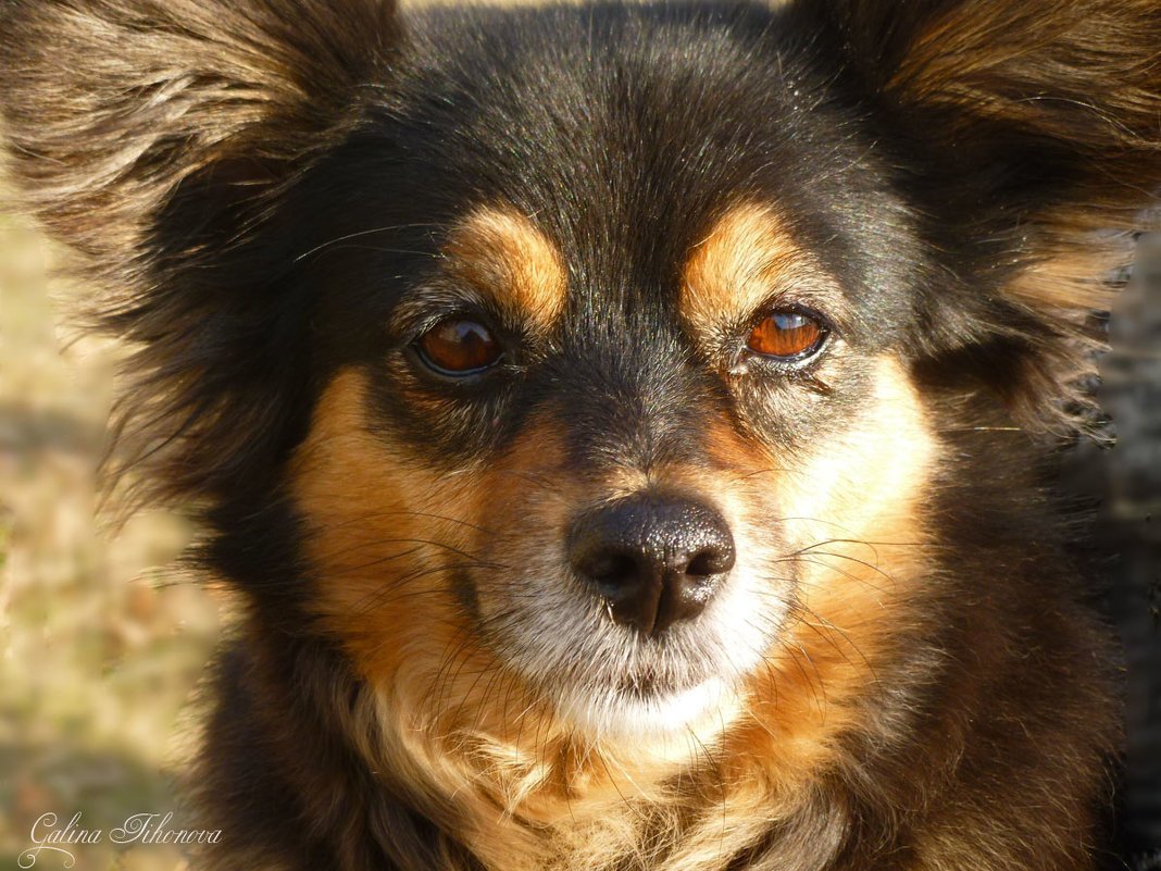 Каштанка порода