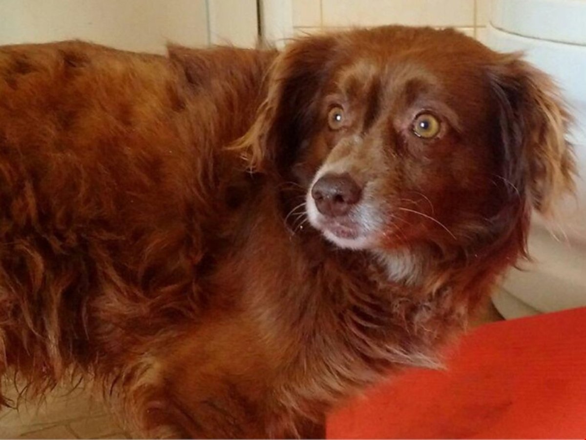 Собачка дворняжка каштанка