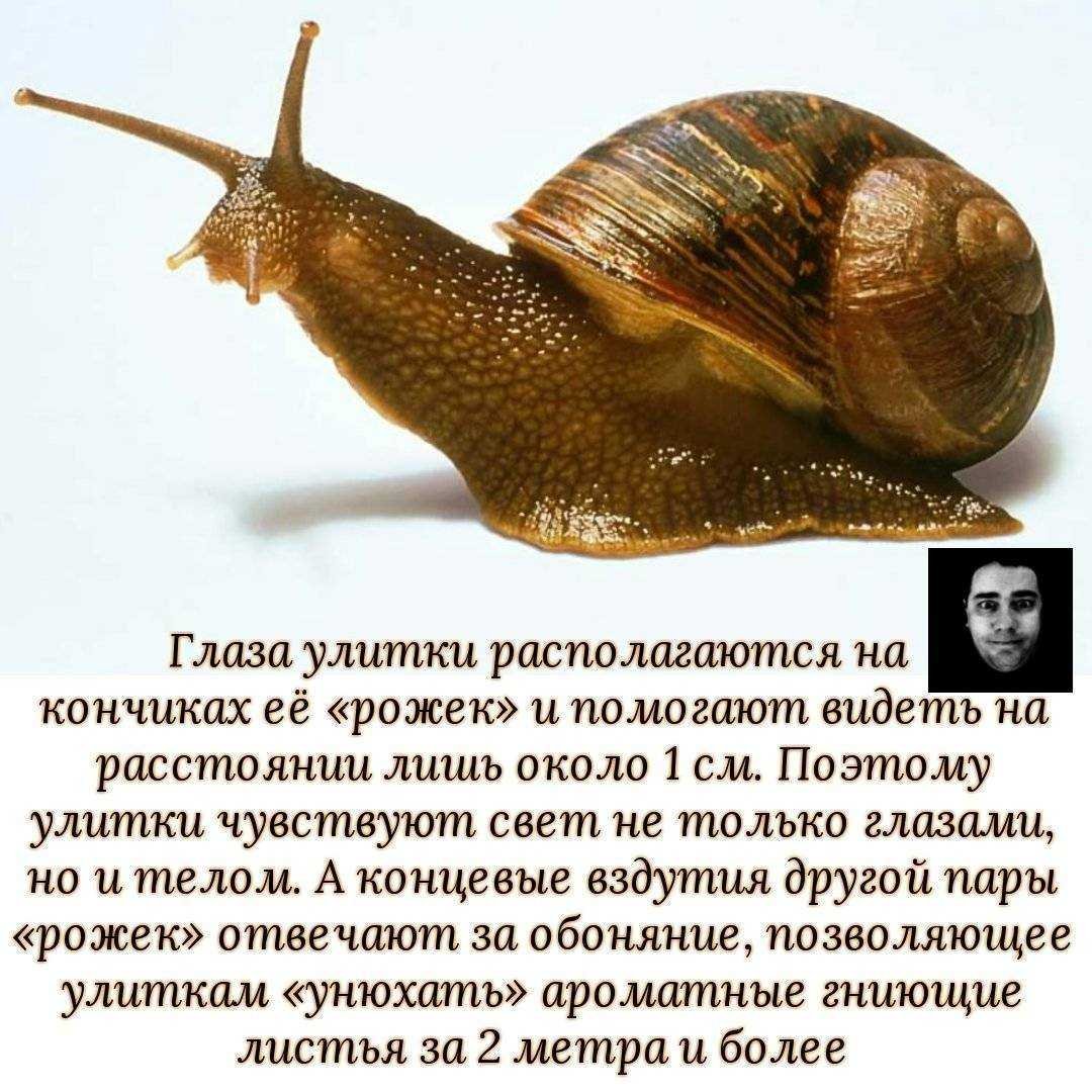 Анатомия улитки ахатины