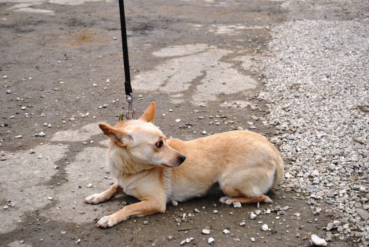 Каштанка собака дворняжка