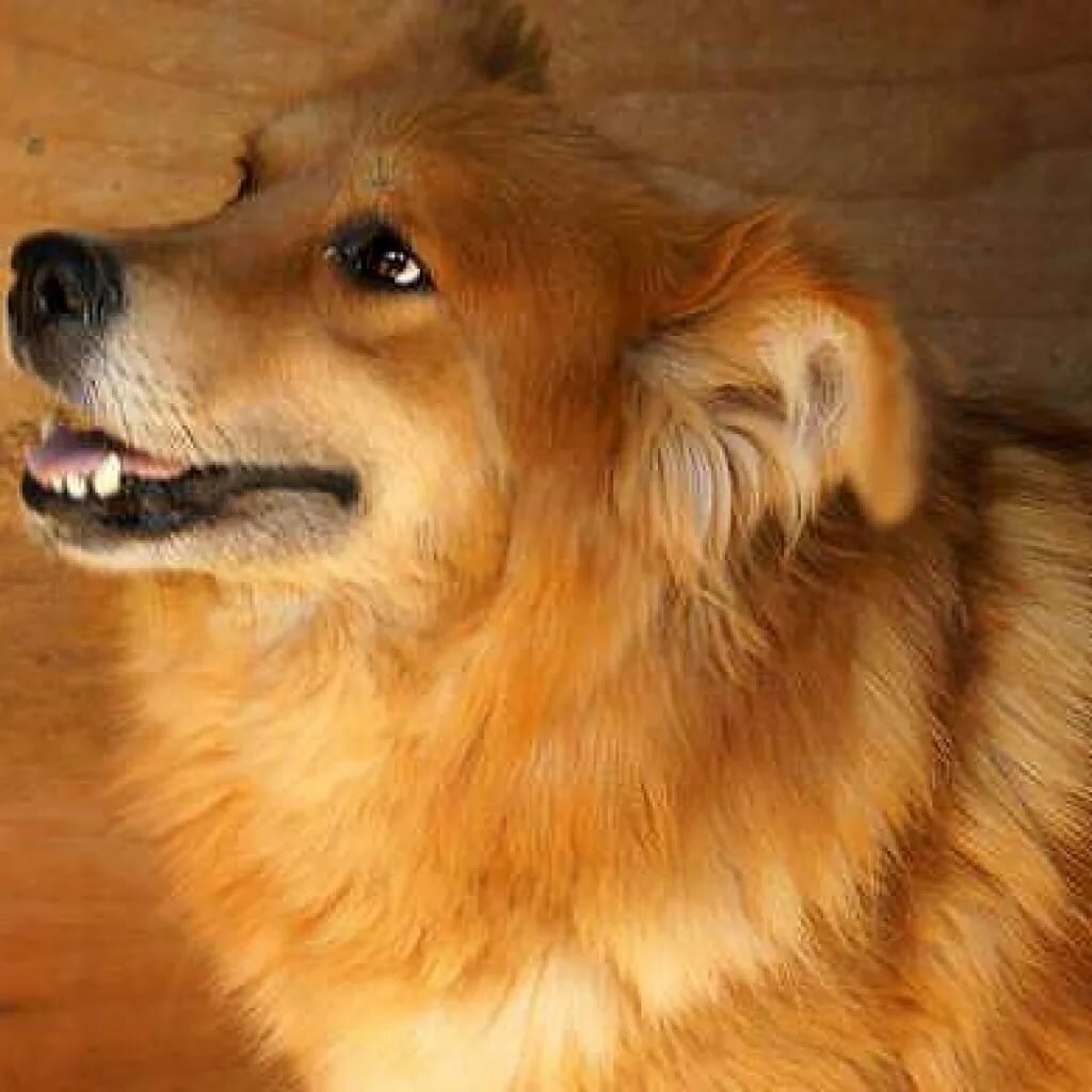 Собака дворняжка рыжая