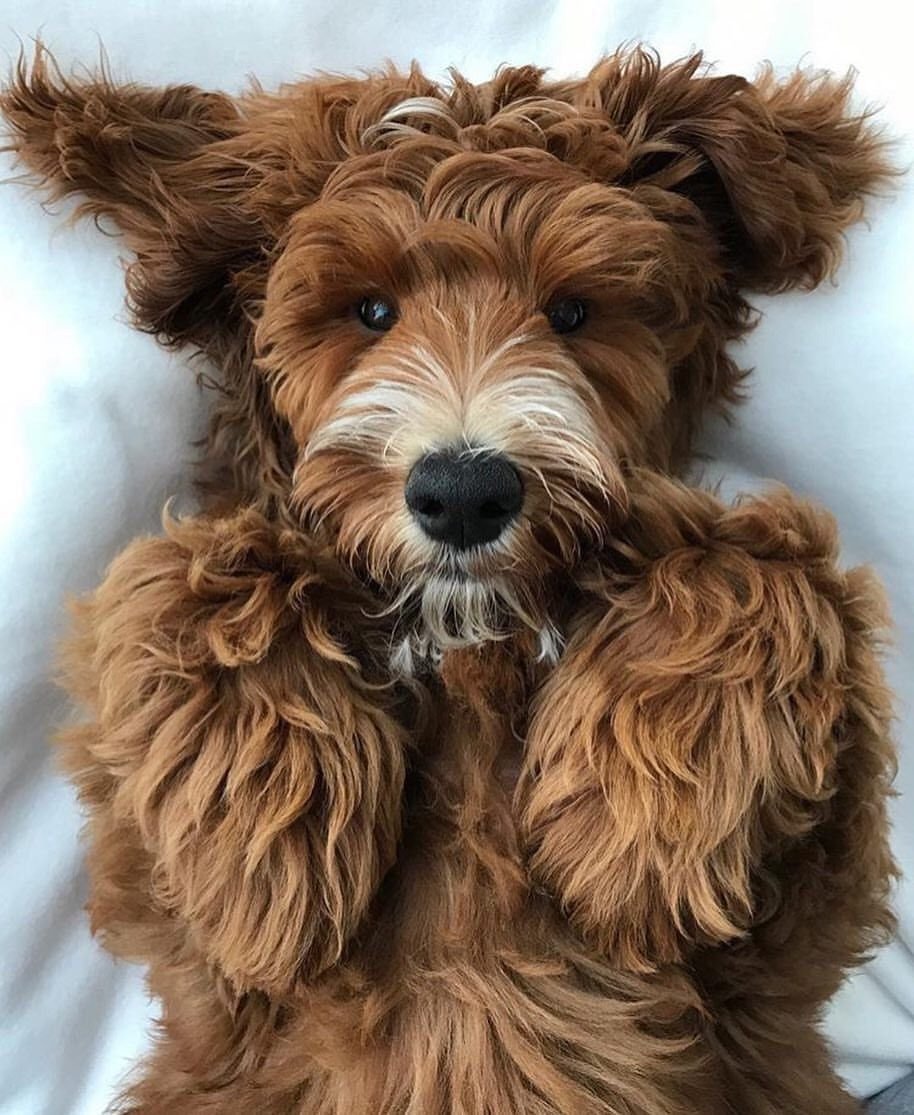 Игривые породы собак