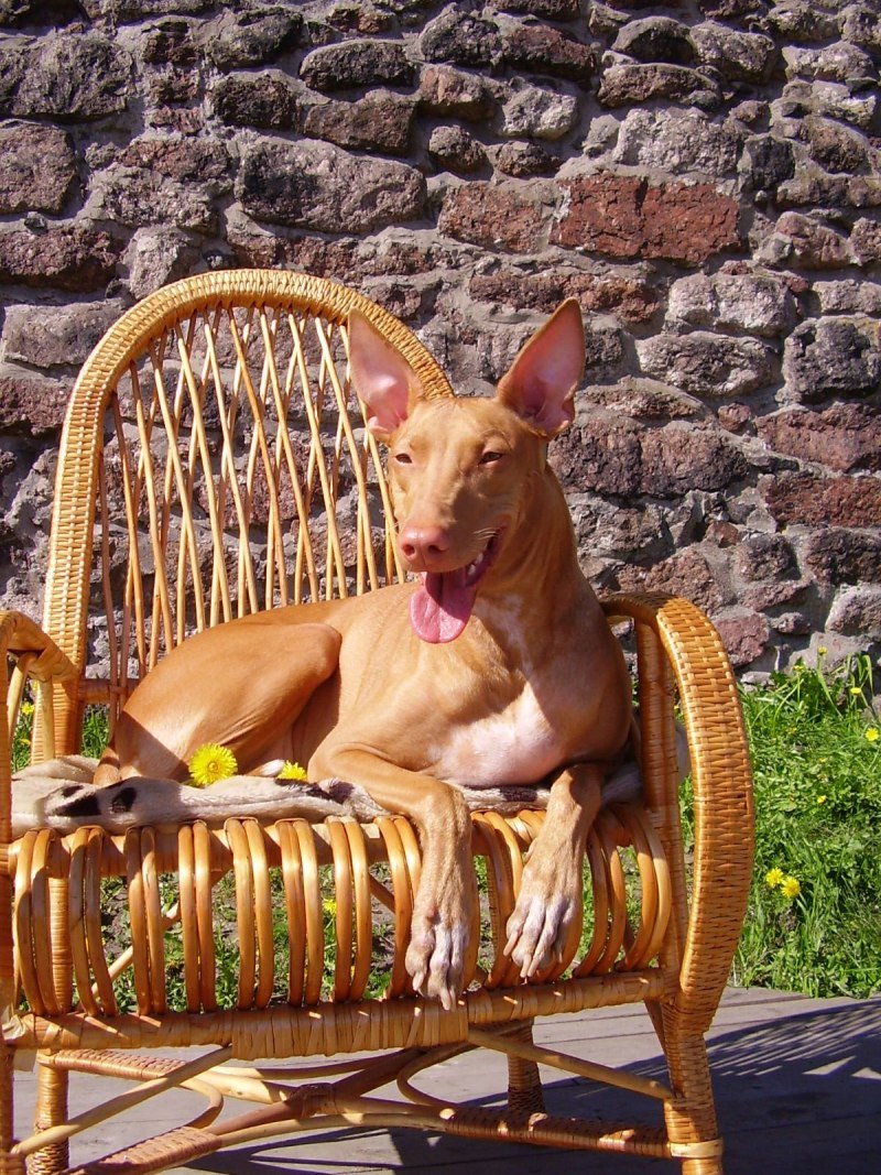 Собака похожая на Анубиса порода