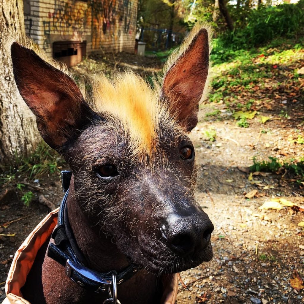 Ксолоитцкуинтли Анубис