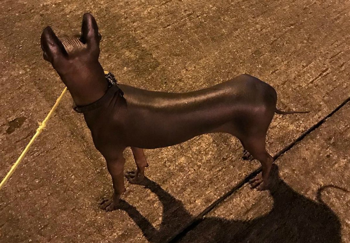 Собака Анубиса ксолоитцкуинтли