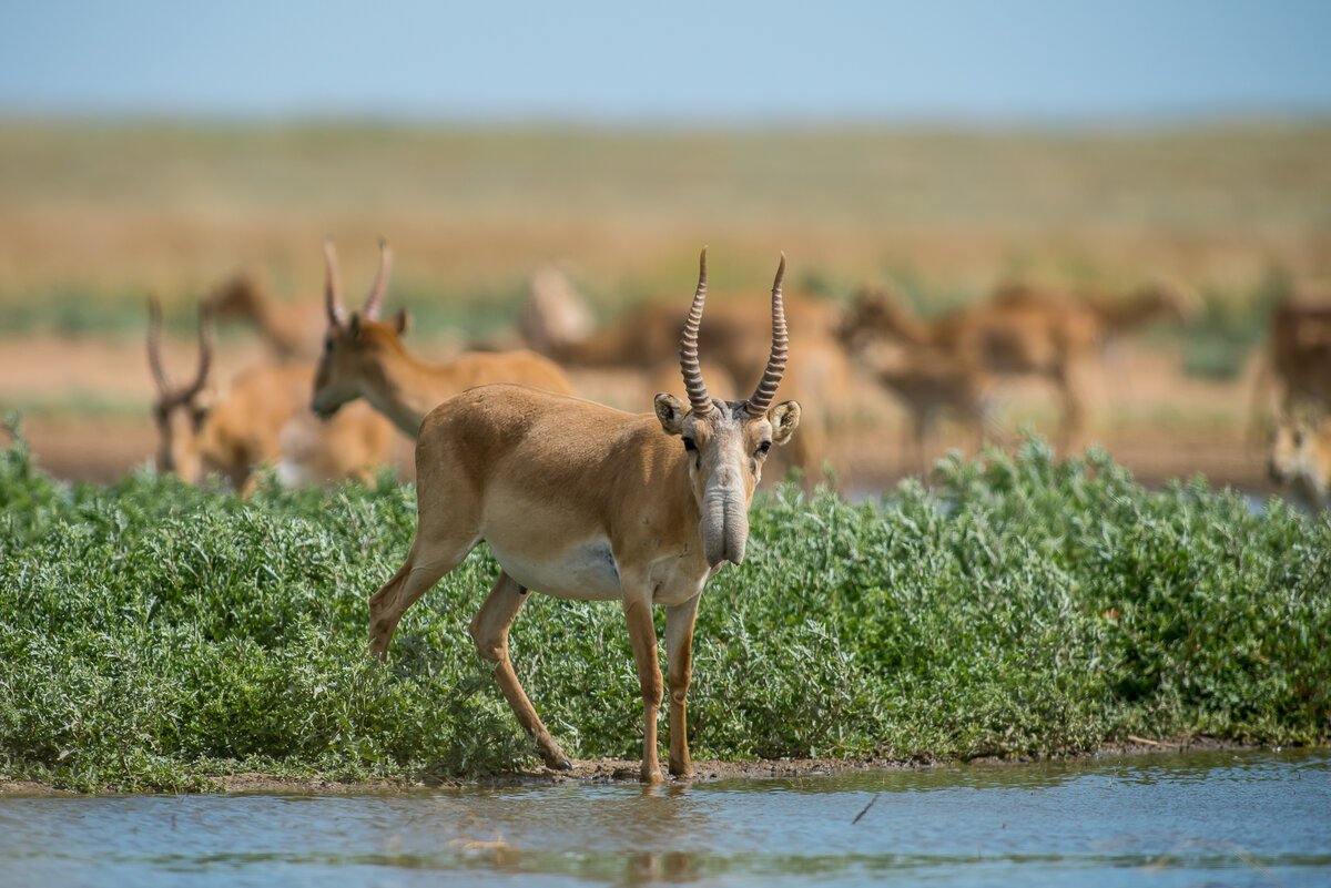 Сайгак Астраханской области