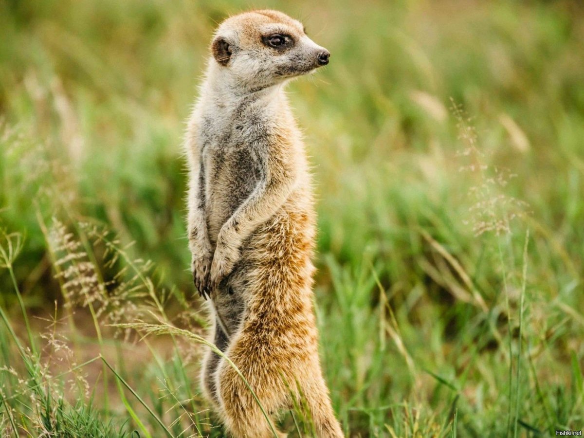 Степные животные России