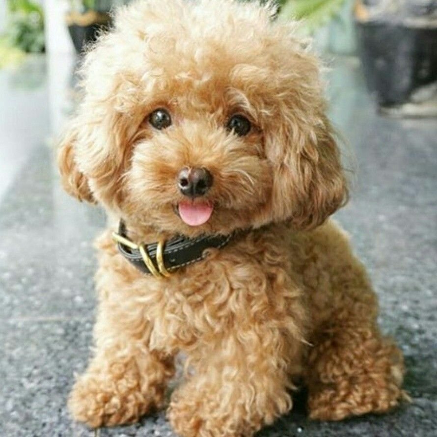 Мальтипу рыжий