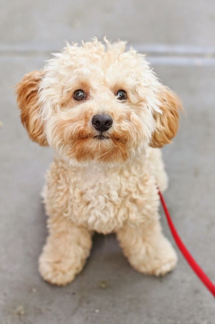 Мальтипу спаниель