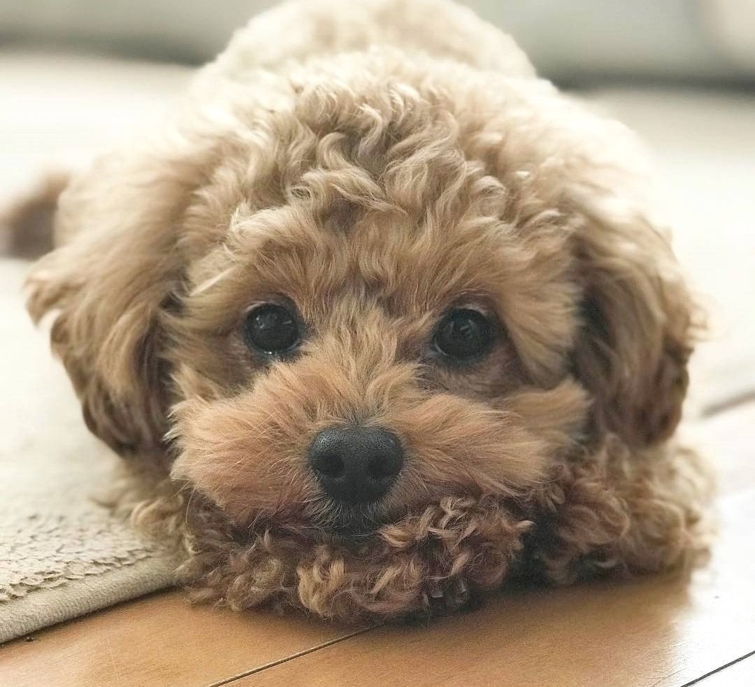 Карликовый пудель мартипу