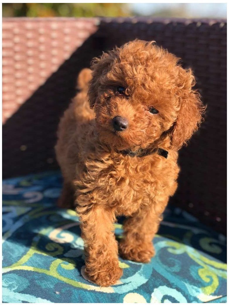 Карликовый пудель мальтипу