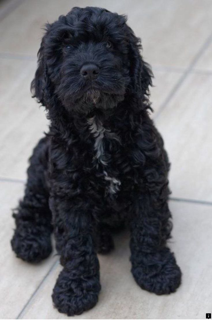 Кокер-пудель кокапу черный