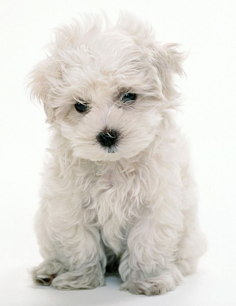 Терьер Бишон фризе