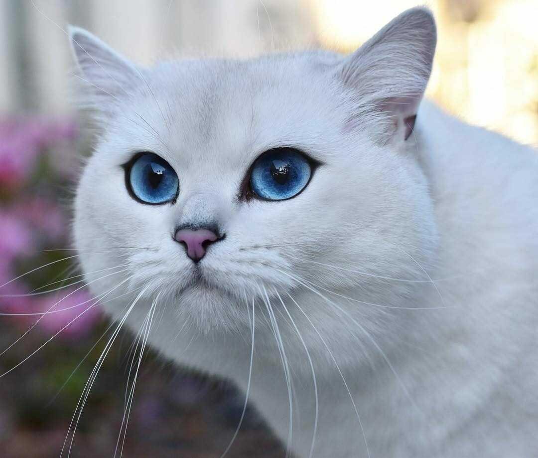 Британская шиншилла Уоби